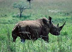 Công viên quốc gia Garamba (Daia) ảnh 0