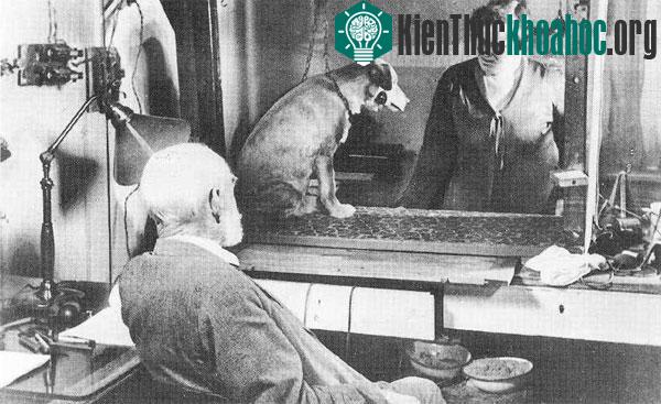 Ông Pavlov đã tìm ra định luật&nbsp;"phản xạ có điều kiện"&nbsp;nhờ nghiên cứu chức năng hoạt động dạ dày của những chú chó.