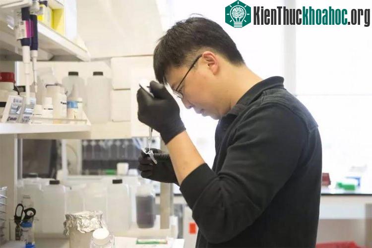 Feng Zhang góp sức mình trong 2 phát hiện khoa học lớn, cả hai đều có cơ hội giành giải thưởng Nobel.