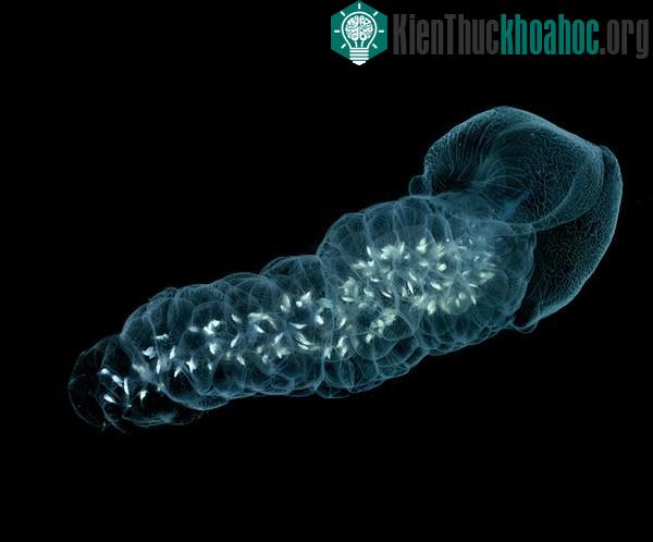 Loài sinh vật "đẹp tuyệt trần" khiến giới khoa học đau đầu