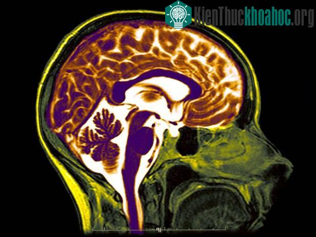 Não nhân tạo - cánh cửa để mở ra sự trường sinh