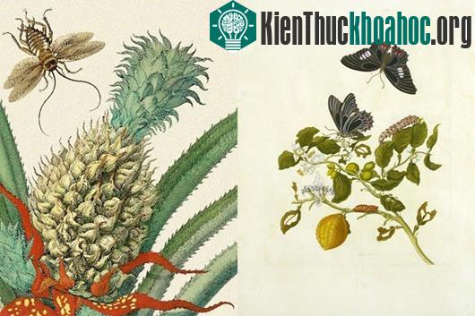 Nữ anh hùng của ngành côn trùng học hiện đại
