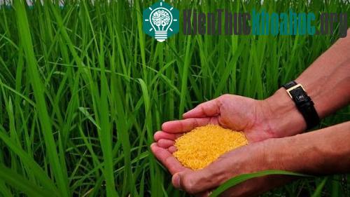 Giống "gạo vàng" do các nhà khoa học IRRI lai tạo. (Ảnh: IRRI)