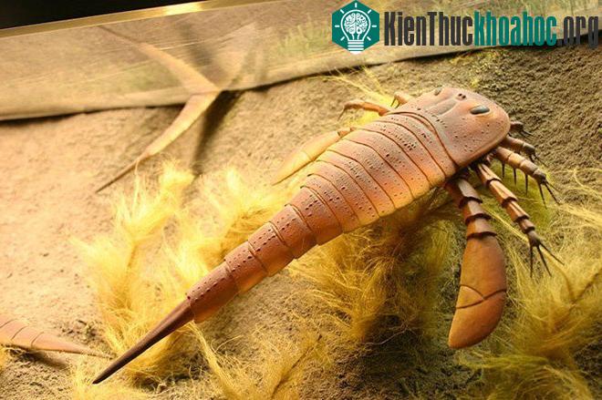 Bọ cạp biển khổng lồ Jaekelopterus là một trong hai loài động vật chân đốt&nbsp;lớn nhất từng được phát hiện.