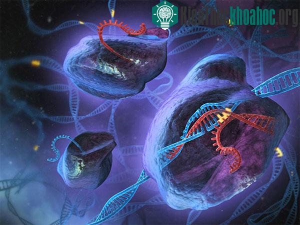Câu chuyện về CRISPR: Từ vi khuẩn đến phát kiến vĩ đại của thế kỷ 21