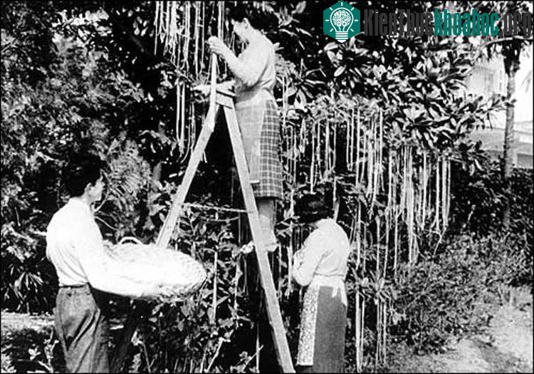 Hình ảnh thu hoạch mỳ ống tại miền Nam Thụy Sĩ trên đài BBC.