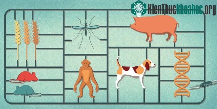 Khi mà CRISPR làm việc thành công trên tế bào bậc cao, nó mới trở thành một đột phá y học.