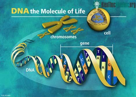 Mô hình chuỗi xoắn kép của phân tử AND được Watson và Crick giới thiệu năm 1953. (Ảnh: Discovery).