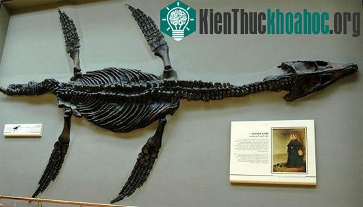 Mary Anning - nhà cổ sinh vật học