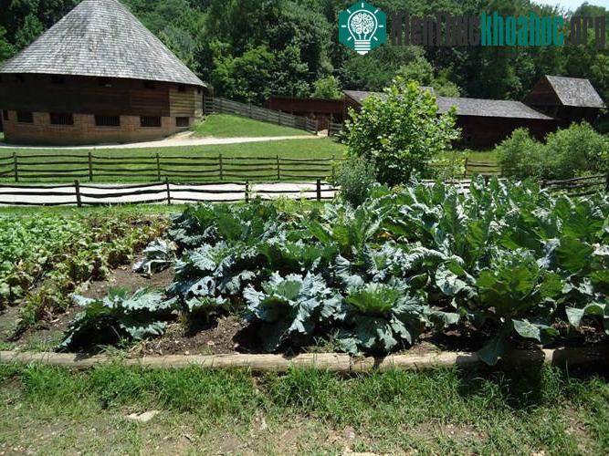 Tổng thống Washington giám sát, quản lý các hoạt động của trang trại ở Mount Vernon như trồng, phát triển các loại rau củ, cây ăn quả.