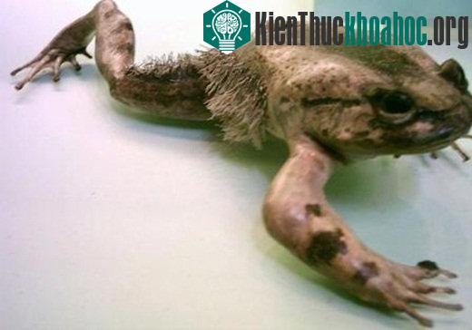 Ếch&nbsp;Trichobatrachus robustus