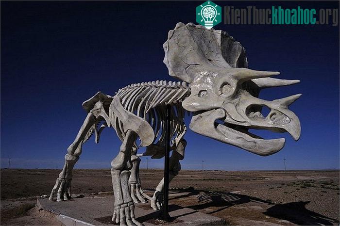 Cận cảnh khung xương của loài khủng long có sừng