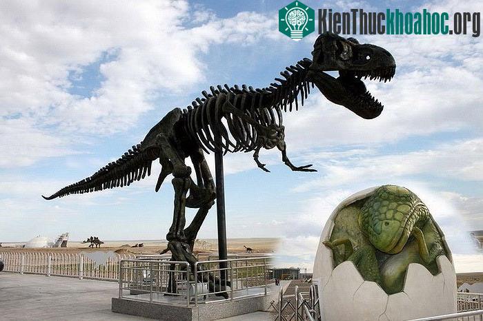 Nhờ có diện tích rộng lớn nên nơi đây trưng bày khá nhiều các loại khủng long