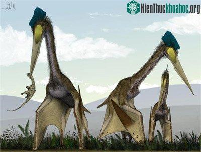 Quán quân của loài ăn thịt biết bay thuộc về loài Quetzalcoatlus