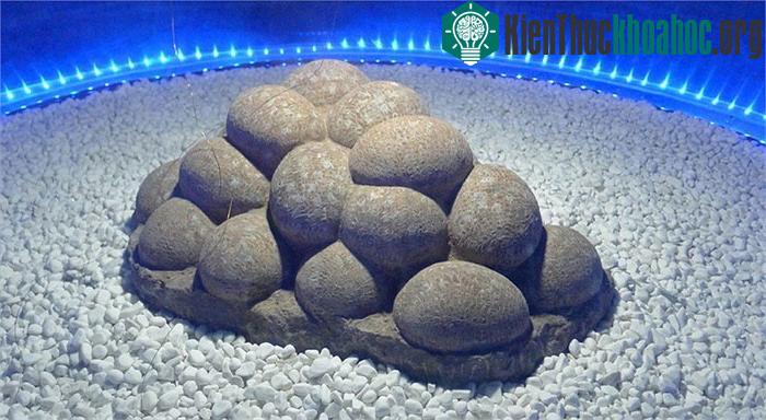 Erenhot cũng là nơi đầu tiên phát hiện ra hóa thạch của trứng khủng long