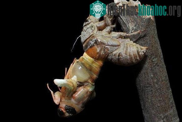 Số lượng ve sầu lột xác quá lớn vào mùa hè hàng năm tại Mỹ khiến chúng trở thành loài côn trùng biết bay đáng ghét và ghê rợn.