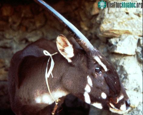 Loài sao la. (Ảnh: WWF)