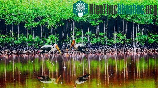 Động vật tại vườn quốc gia Mũi Cà Mau. (Ảnh: Tuổi Trẻ)