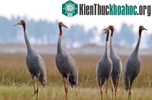 Sếu đầu đỏ ở VQG Tràm Chim (Ảnh: VOV)