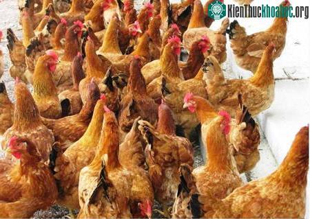 Gà lai của Trung tâm Nghiên cứu gia cầm Thụy Phương đã được&nbsp;chuyển