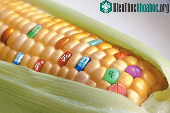 Ngô biến đổi gene