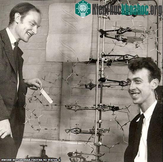 Francis Crick (bên phải) và lá thư ông gửi cho con trai để giải thích về cấu trúc DNA.
