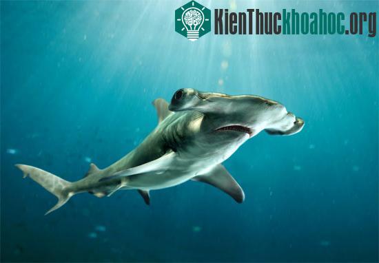 Cá mập đầu búa là tài sản quý báu đối với ngành du lịch của khu vực Nam Mỹ.&nbsp;