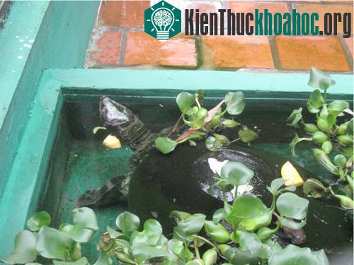 Rùa Batagur nuôi trong khu vực Suối Tiên. (Ảnh: ENV)