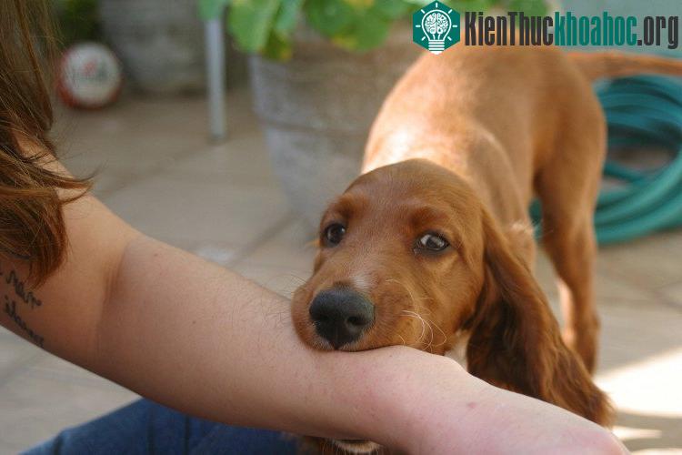 Theo BS Duy Anh (Bệnh viện E, Hà Nội), mặc dù chưa có cơ sở khoa học, y học cũng chưa có tài liệu nào đề cập tới, nhưng theo dân gian và ở góc độ tâm linh thì chuyện người bị chó dại cắn sẽ sớm phá...