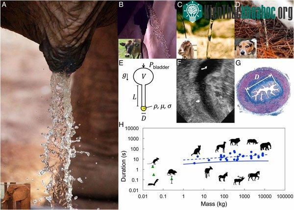 Báo cáo khoa học về thời gian động vật đi tiểu. (Ảnh: PNAS).