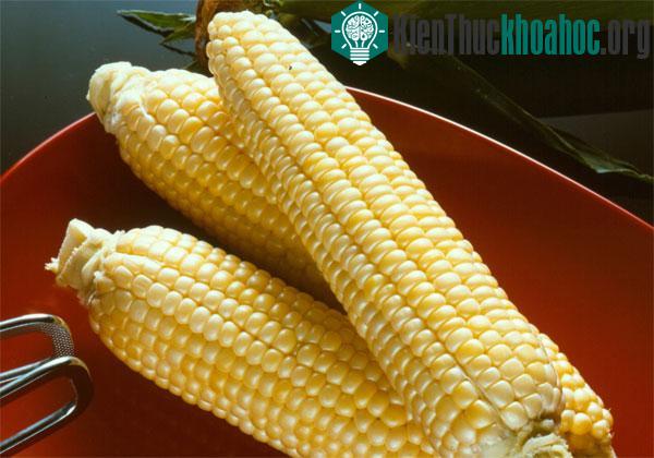 Ngô biến đổi gene được trồng thử nghiệm tại Việt Nam.