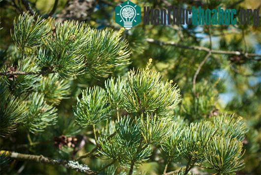 Ảnh: raretreenursery.com