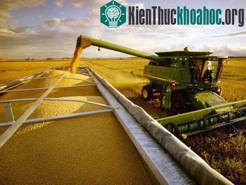Giống đậu nành phù hợp với việc thu hoạch cơ giới hóa vừa tạo thuận lợi trong canh tác cho nông dân, vừa mang lại hiệu quả kinh tế cao. Với sự ra đời của VSAC, đời sống của người nông dân trồng đậu...