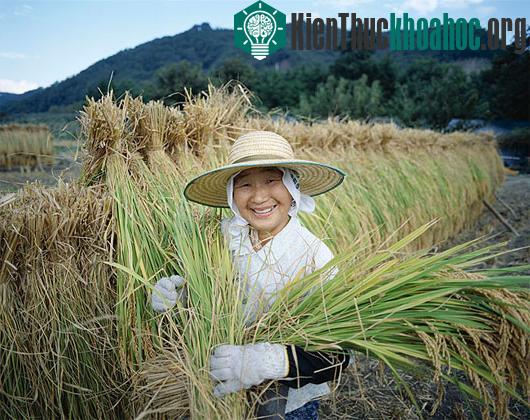 Dự án đã góp phần phục hồi những cánh đồng chết bị ảnh hưởng bởi tác động của sóng thần, phát triển đa dạng sinh học và thiết lập một hệ thống kinh tế bền vững mới, giúp người dân cải thiện cuộc số...