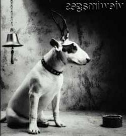 Pavlov - Phản xạ có điều kiện ảnh 1