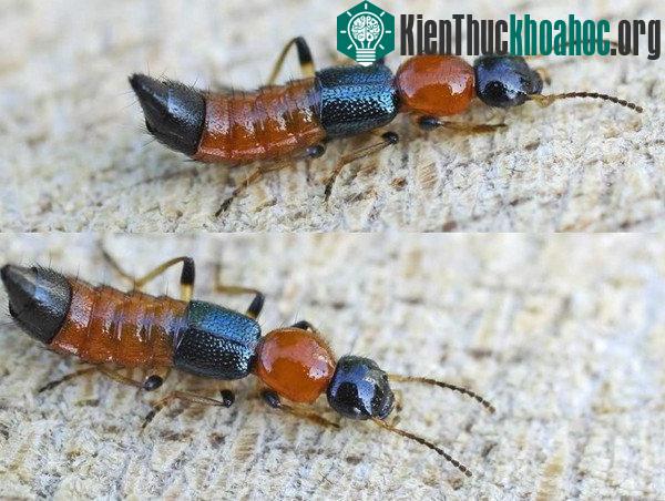 Thời gian gần đây báo chí đưa tin dồn dập về "kiến ba khoang tấn công người". Dưới mắt của dân chúng hiện nay, kiến ba khoang là con vật nguy hiểm, đáng sợ, đáng ghét, cần phải tiêu diệt ...