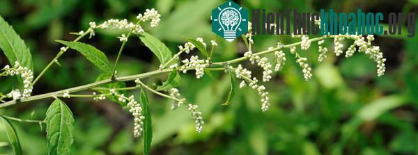 Thanh hao hoa vàng - loài cây được chiết xuất thành thuốc artemisinin diệt ký sinh trùng sốt rét​.