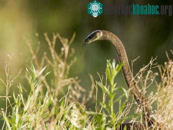 Với chiều dài từ 2,5 tới 4,45m, Rắn Mamba đen (Dendroaspis polylepis) là loài rắn bò nhanh nhất thế giới, đạt vận tốc 16 – 20km/h. Xem thêm tại đây