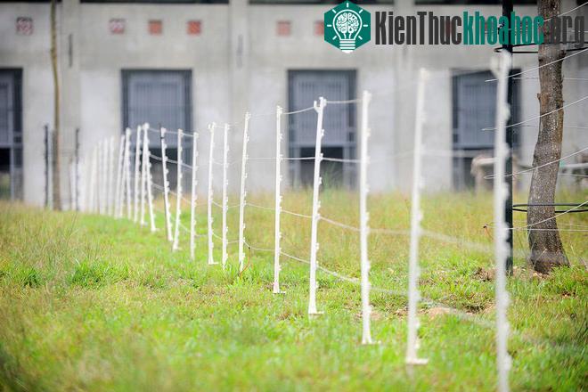 Những lưới điện được giăng nhiều nơi trong tất cả các khu vực có gấu ở, đây là biện pháp an toàn tránh những trường hợp gấu mất kiểm soát.