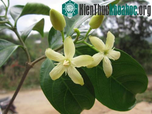 Lòng mức nhuộm, Co mụ - Wrightia laevis Hook.f. (Ảnh: Ngọc Anh)