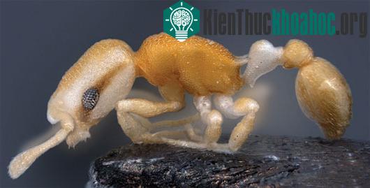 13 loài sinh vật mới ấn tượng nhất năm 2013- ảnh 12