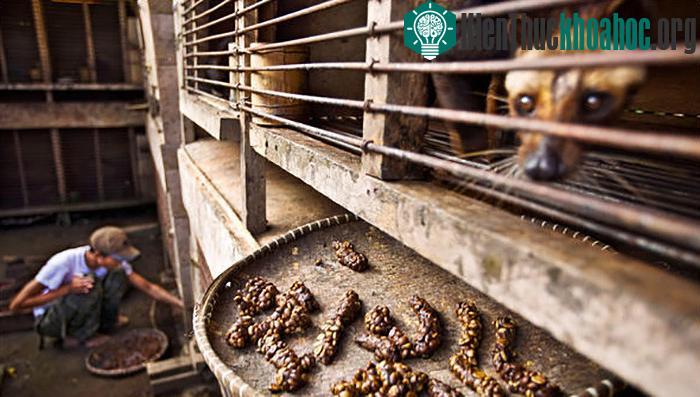 Những con chồn bị nhốt trong cũi, chịu đau đớn do lưới mắt cáo cứa vào chân và phải ăn quả cà phê liên tục để sản xuất hạt cà phê hảo hạng. Xem thêm tại đây