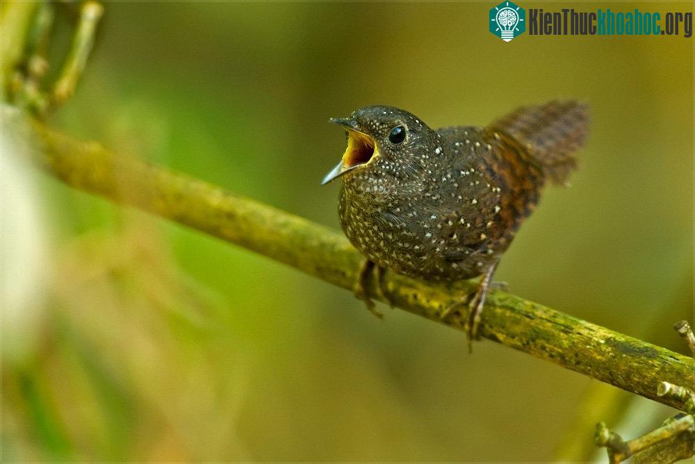 Công bố báo cáo về đa dạng sinh học khu vực Himalaya