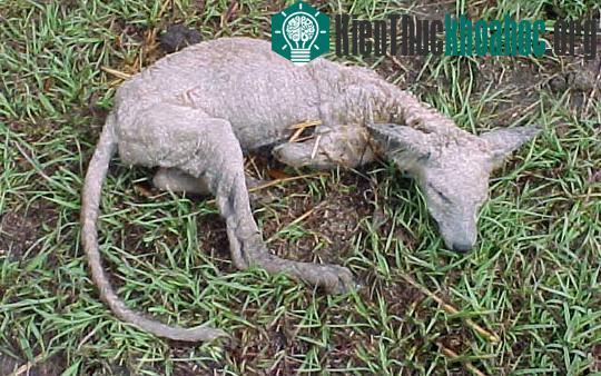 Những “cú lừa” nổi tiếng trong khoa học- ảnh 3
