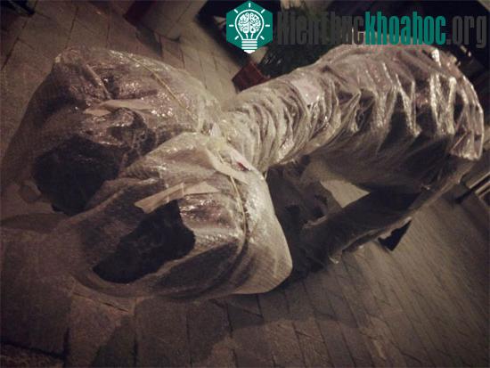 Các chú khủng long vẫn được bọc kín chờ ngày khai mạc chương trình