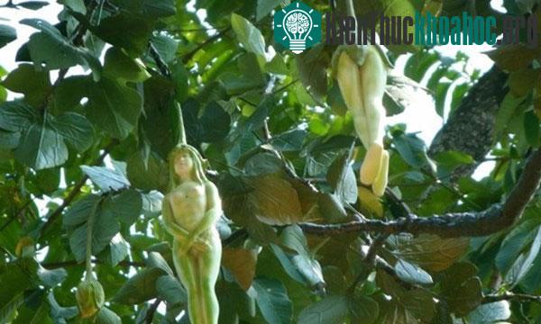 Loài cây có quả hình cô gái khỏa thân, cây này có tên là Nareepol, hay còn được gọi với tên khác là cây Phụ nữ. Xem thêm tại đây