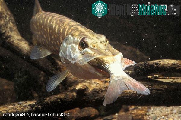 Cá chó (tên khoa học là Esox) tấn công với tốc độ nhanh, nên khó có con mồi nào chạy thoát. Xem thêm tại đây