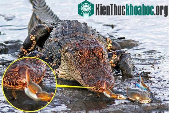 con cua nhỏ bé