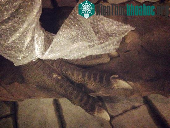 Đằng sau lớp bọc bên ngoài lộ ra chiếc chân như thật của khủng long