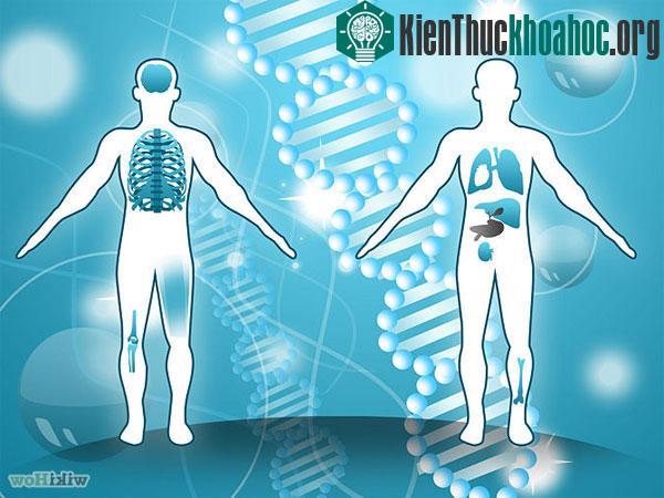 Các bộ phận cơ thể người có cấu tạo và khả năng tuyệt vời mà không phải ai cũng biết. Xem thêm tại đây